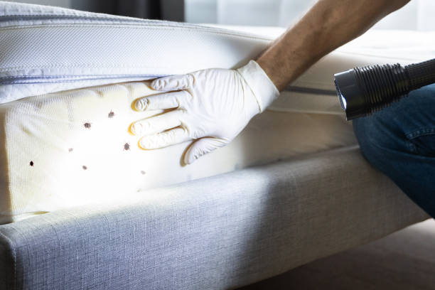 Trusted Red Lodge, MT Pest Control Experts